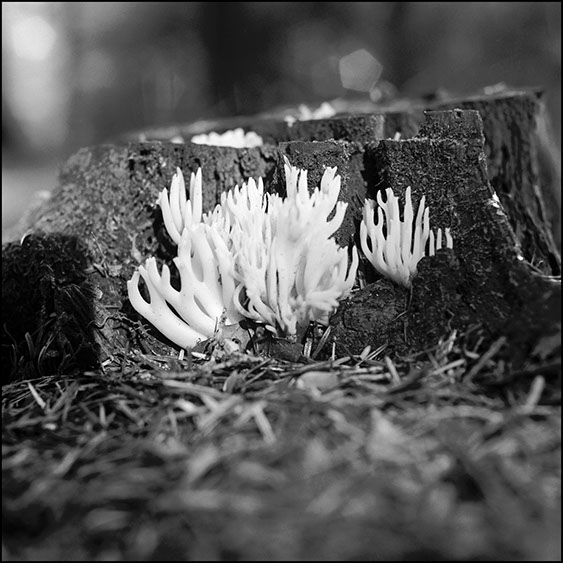 calocera viscosa